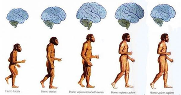 Perché il nostro cervello ha smesso di espandersi?