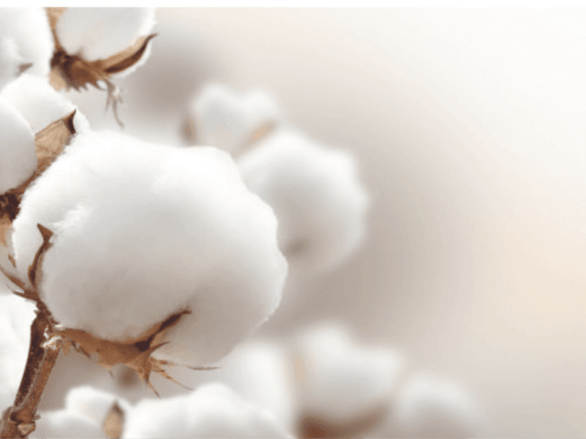 Elegance Woven in Nature: The Splendor of Aegean Cotton